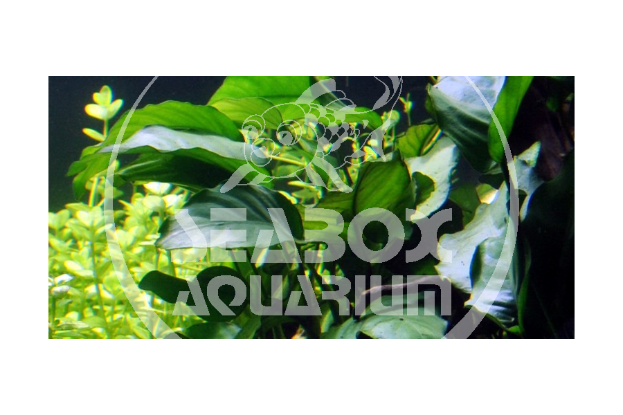 Plante D'aquarium Anubias Barteri - Vivante, Résistante, Pour Eau Douce - Avec Passeport Phytosanitaire - Idéale Poissons Et Crevettes