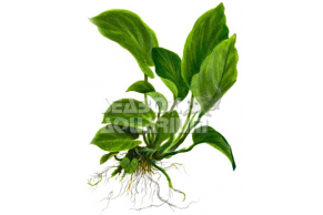 Anubias barteri var. caladiifolia