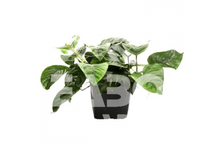 Anubias barteri var. caladiifolia