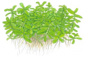 Bacopa 'Compact'