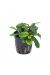 Bucephalandra 'Wavy Green'
