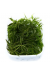 Ceratophyllum Demersum 'Foxtail'
