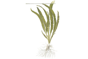 Cryptocoryne Crispatula