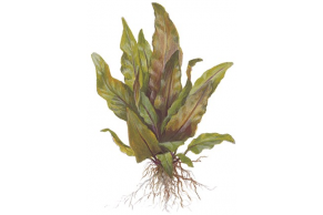 Cryptocoryne Undulata 'Broad Leaves'