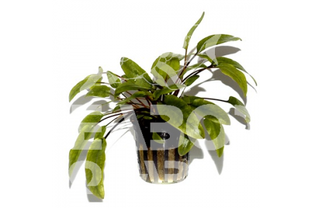 Cryptocoryne Wendtii