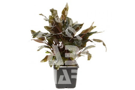 Cryptocoryne Wendtii 'Tropica'