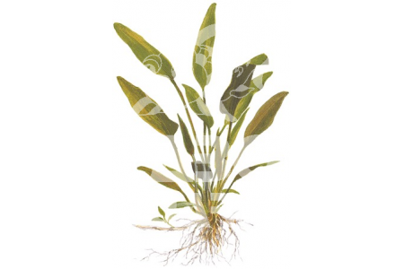 Cryptocoryne x Willisii