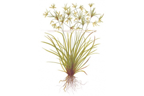 Cyperus Helferi