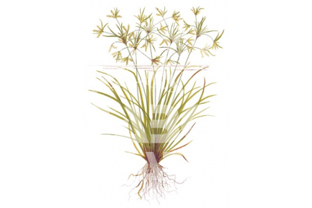 Cyperus Helferi