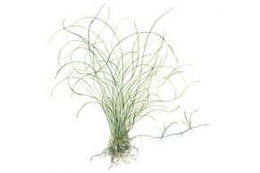 Eleocharis Parvula