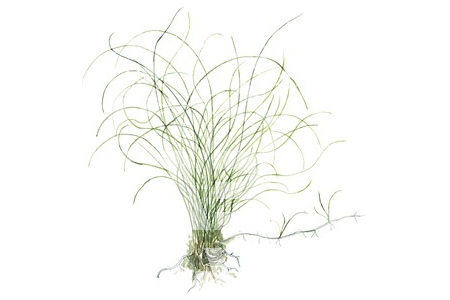 Eleocharis Parvula