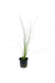 Eleocharis Montevidensis