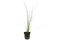 Eleocharis Montevidensis