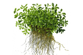 Glossostigma Elatinoides