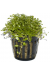 Glossostigma Elatinoides
