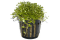 Glossostigma Elatinoides