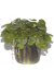 Hydrocotyle Verticillata
