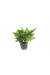 Hygrophila 'Compact'