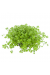 Micranthemum Umbrosum