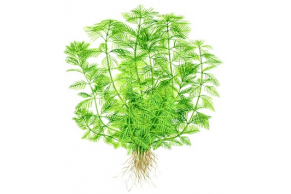 Myriophyllum Mattogrossense