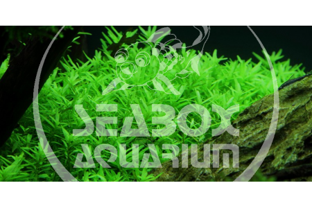 Rotala 'Green'