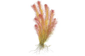 Rotala Wallichii