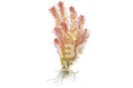 Rotala Wallichii