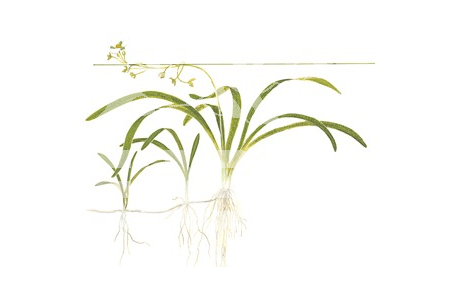 Sagittaria Subulata