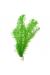 Egeria Densa