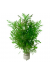 Hygrophila Difformis