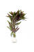 Limnophila Aromatica
