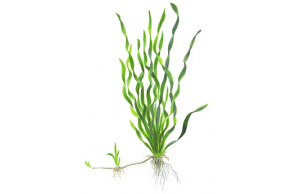 Vallisneria Americana 'Asiatica'