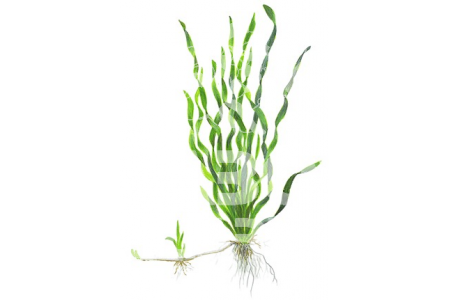 Vallisneria Americana 'Asiatica'