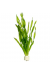 Vallisneria Americana 'Asiatica'