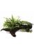 Microsorum & Anubias 'Duet'
