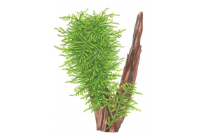 Taxiphyllum 'Spiky'