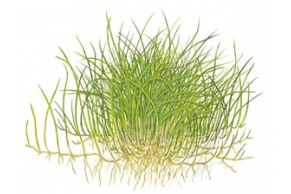 Eleocharis acicularis 'Mini'