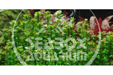 Rotala 'Bonsai'