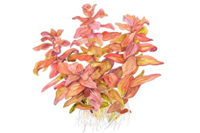 Rotala Macrandra