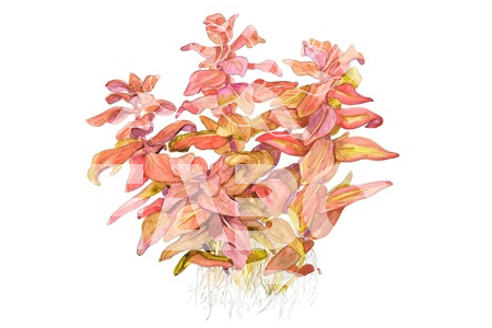 Rotala Macrandra