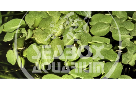 Salvinia Auriculata