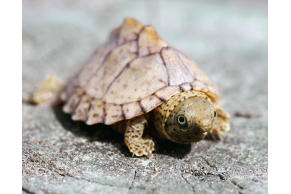 Sternotherus Carinatus