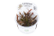 Cryptocoryne Undulatus 'Red'