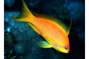 Pseudanthias Squamipinnis