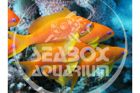 Pseudanthias Squamipinnis