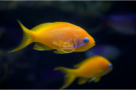 Pseudanthias Squamipinnis