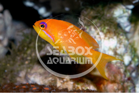 Pseudanthias Squamipinnis