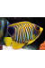 Pygoplites Diacanthus