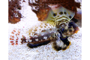 Synchiropus Ocellatus