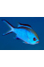 Chromis Cyanea